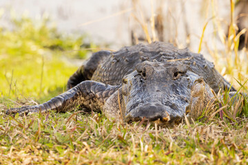 American alligator (Alligator mississippiensis) in Myakka River State Park, Florida