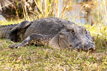 American alligator (Alligator mississippiensis) in Myakka River State Park, Florida