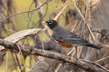An American robin (Turdus migratorius) at Myakka River State Park, Florida 