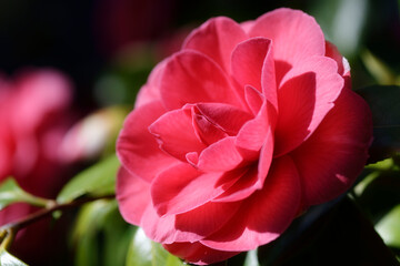 Red Camellia Japonica beautiful flower closeup in sunlight
