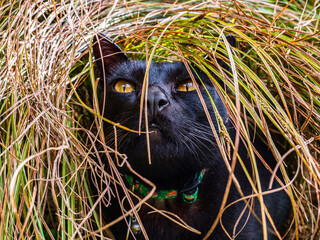 A black mandalay cat with orange eyes is hiding in the grass