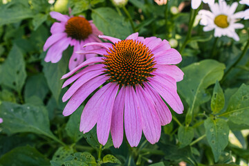 Obraz premium Purple coneflower in the garden