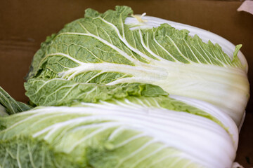 白菜