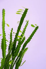 Fototapete Toilette Green euphorbia trigona cactus plant with small leaves on light purple background, minimalist home decor and botanical design  © Pixel-Shot