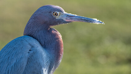 Close-up of a little blue heron in Florida