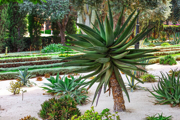 Different desert plants on sand in park