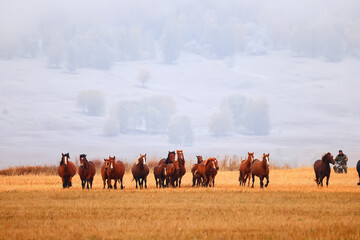 Naklejka premium horses running across the steppe, dynamic freedom herd