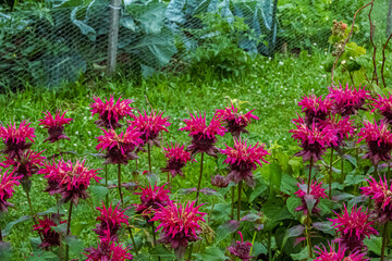 Bee Balm Flowers in the Garden