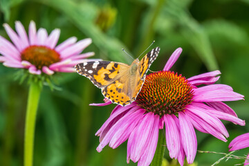 Beautiful butterfly painted lady or Vanessa cardui sitting on purple Echinacea flower in the summer. Close up. Macro.
