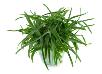 Green vera plant on white background