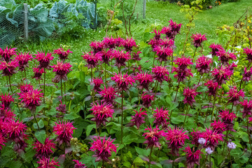 Fototapeta premium Bee Balm Flowers in the Garden