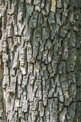 Bark texture and background of a old tree trunk. Detailed bark texture.