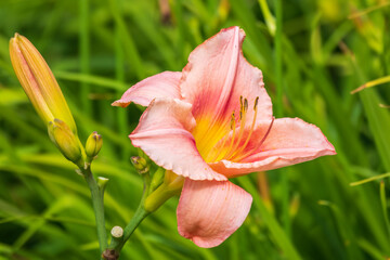 Close up of a single orange day lily, Hemerocallis fulva, in full bloom.