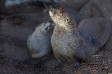 North American River Otters (Lontra Canadensis). Otter Tries Kissing Another Otter. Sun Light On...