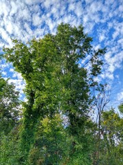 Obraz premium Serene September Afternoon Sky Over Lush Trees and Foliage