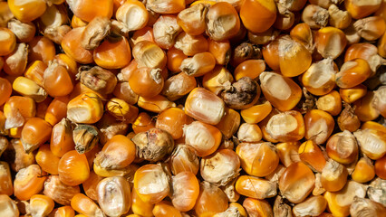heap of corn kernels as background