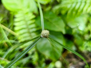 dandelion seed head