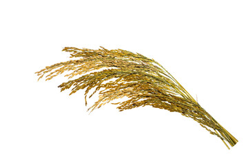 organic paddy rice,ear of paddy, ears of Thai jasmine rice isolated on white background.