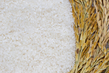 Rice used for sushi. Short Grain Sushi Koshihikari Rice. High resolution.