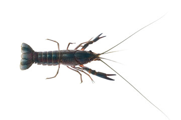 red claw crayfish alive or fash water lobster alive set on isolate white background