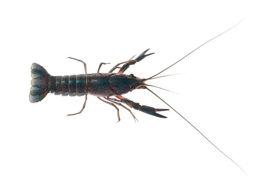 red claw crayfish alive or fash water lobster alive set on isolate white background