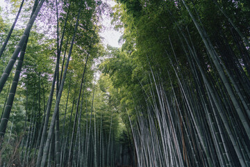 Fototapeta na wymiar Bamboo Forest in Japan