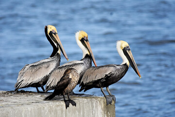 Fototapeta na wymiar pelicans on the pier