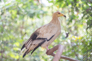 White-headed Vulture. White scavenger vulture or pharaoh's chicken (Neophron percnopterus) has white plumage and yellow unfeathered face with hooked bill.