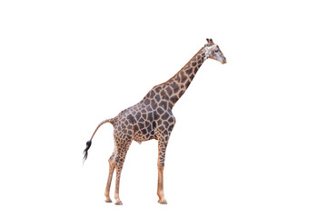 Obraz premium Somali Giraffe, commonly known as Reticulated Giraffe, Giraffa camelopardalis reticulata, 2 and a half years old standing against white background