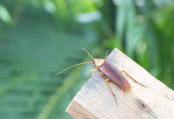Cockroach on wooden, nature blurred background.