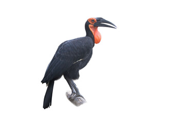 Southern ground-hornbill, Bucorvus leadbeateri, largest hornbill in the world. Black bird with red face walking isolated on White Background . Animal in the habitat, Moremi, Okavango delta, Botswana.