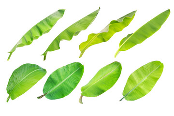banana leaf. abstract green leaf, large palm foliage nature.