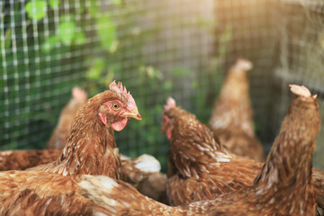Free chicken walking  on a traditional poultry farm of local animal farm in countryside