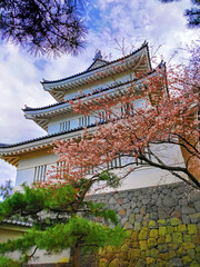 Naklejka premium 桜と松の忍城