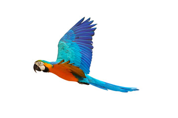 Colorful flying parrot isolated on transparent background png file