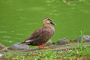 水辺のカルガモ