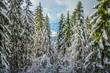 Road in alpine woodland and snowy pine woods in bavarian Alps at autumn, Germany