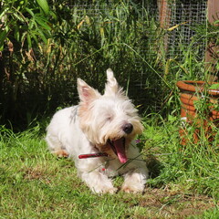 west highland white terrier