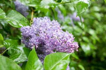 Obraz premium Branch of lilac flowers with green leaves, floral natural seasonal background