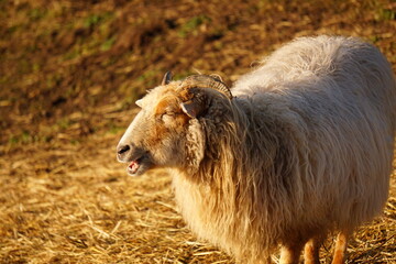 Sheep in outdoor surrouding. Woolly sheep in autumn sun with thick warm fur. Horns on the head and...