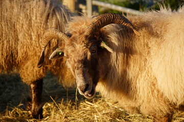 Sheep in outdoor surrouding. Woolly sheep in autumn sun with thick warm fur. Horns on the head and...