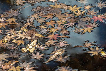 東京都／中野／紅葉