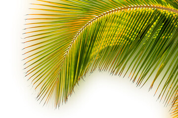 Fototapeta premium Majestueuse palme courbe de cocotier sur fond blanc 