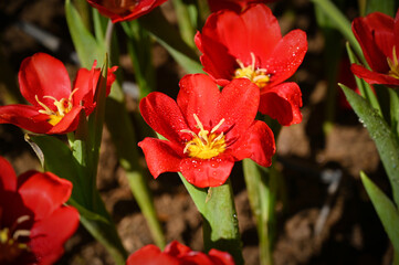 beautiful red tulip in the garden, natural background