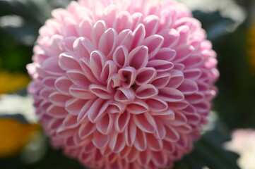 beautiful pink chrysanthemum flower in the garden
