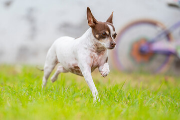 Perro Chihuahua corriendo
