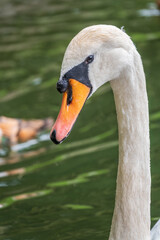Portrait of a graceful white swan with long neck on dark water background.