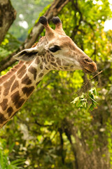 Obraz premium portrait of a giraffe