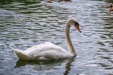 A graceful white swan swimming on a lake with dark water. The white swan is reflected in the water