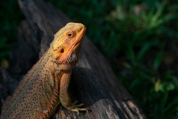 bearded dragon on ground with blur background